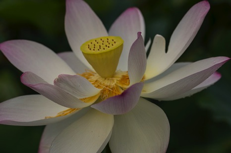 Lotus Blossom - NHP312 Lotus Blossom - NHP312
